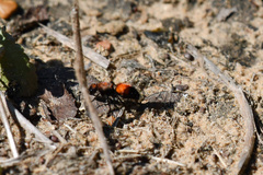 Dasymutilla nigricauda