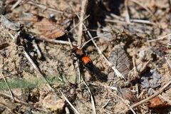 Dasymutilla nigricauda