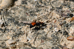 Dasymutilla nigricauda