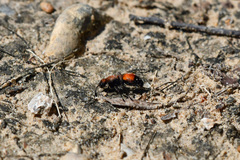 Dasymutilla nigricauda