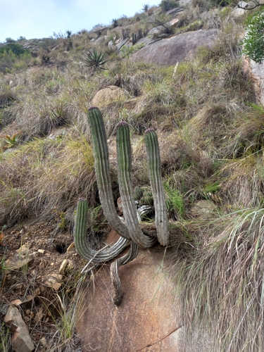 Euphorbia polygona, photograph 4