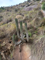 Euphorbia polygona, photograph (c) Christiaan Viljoen, some rights reserved (CC BY)