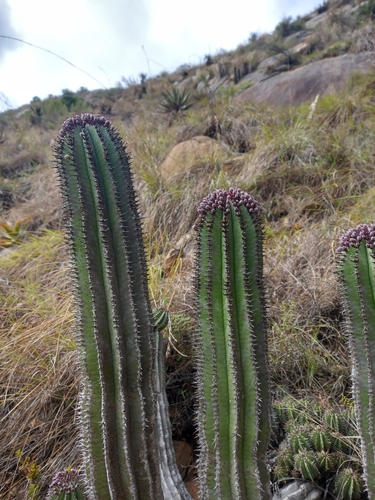 Euphorbia polygona, photograph 5