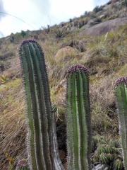 Euphorbia polygona, photograph (c) Christiaan Viljoen, some rights reserved (CC BY)