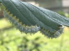 Macremphytus tarsatus