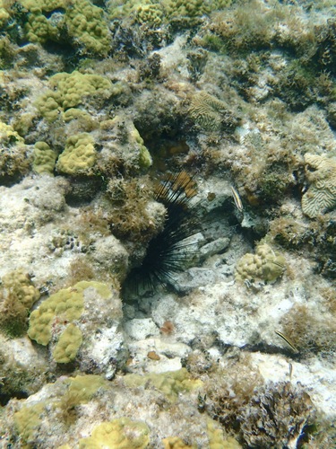 Diadema antillarum