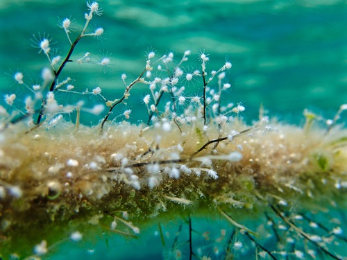 Pennaria disticha