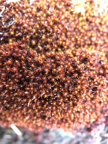 Andreaea obovata