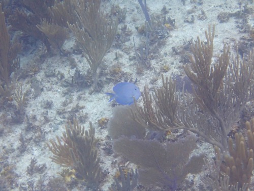 Acanthurus coeruleus