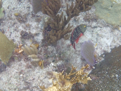Sparisoma viride