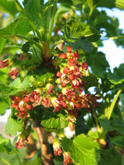 Ribes × nidigrolaria