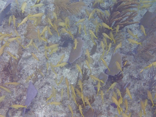 Haemulon flavolineatum