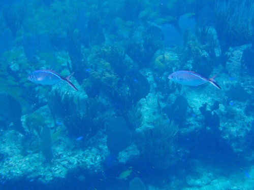 Caranx ruber