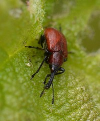 Merhynchites wickhami