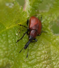 Merhynchites wickhami