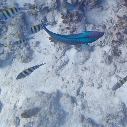 Scarus vetula