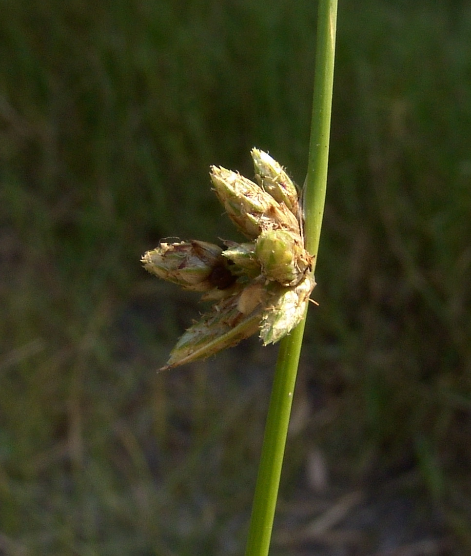 Schoenoplectiella erecta ssp. erecta