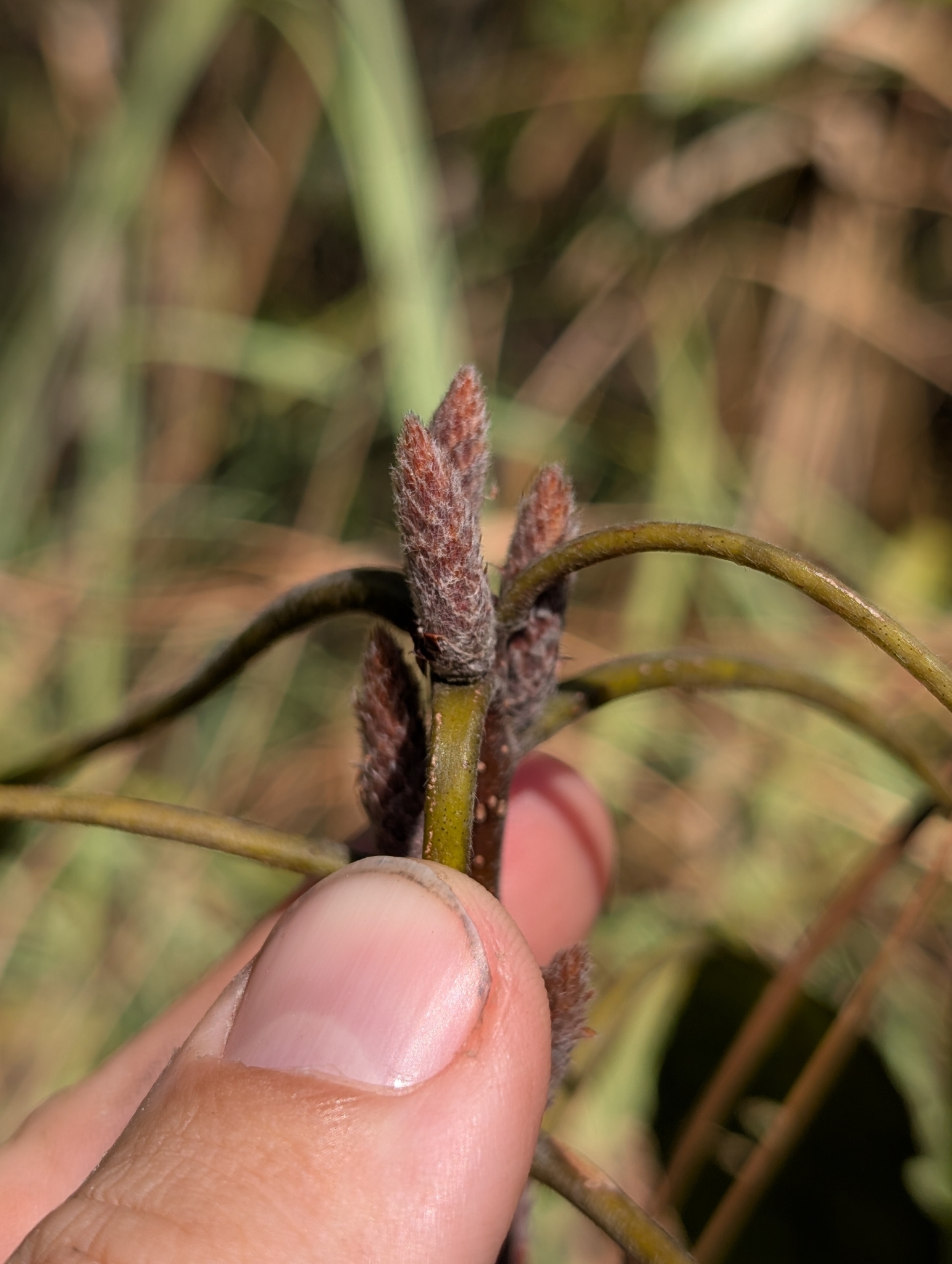 Corkwood (Leitneria floridana)