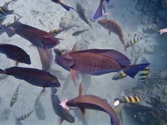 Acanthurus chirurgus