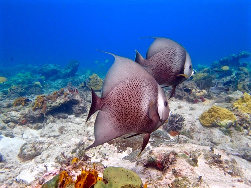 Pomacanthus arcuatus