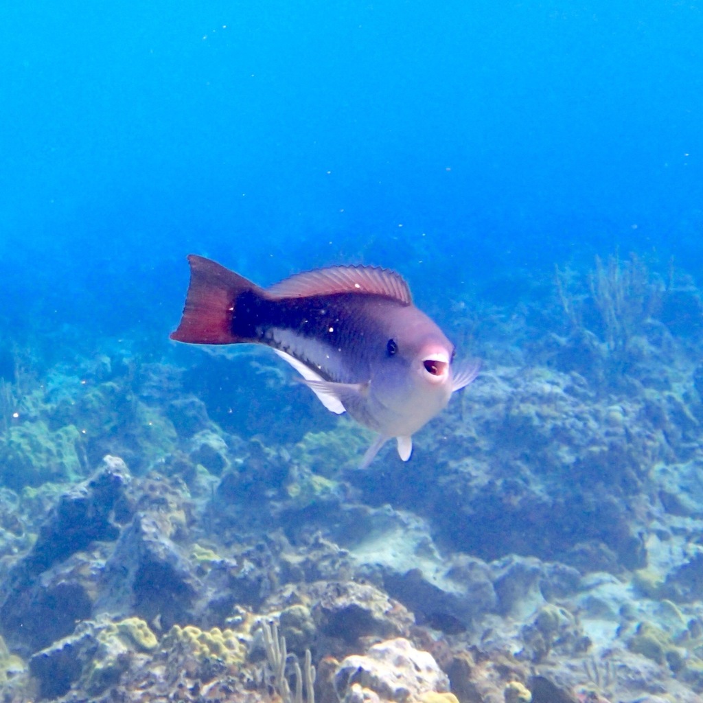 Green parrotfish
