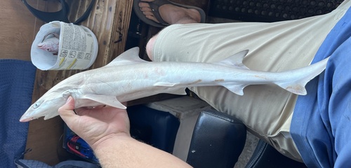 Gulf smoothhound (Mustelus sinusmexicanus) — Triakidae — 3