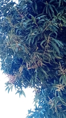 Trochilidae