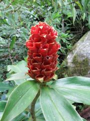 Costus montanus