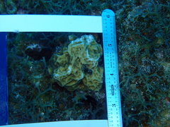 Agaricia humilis