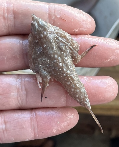 Slantbrow batfish (Ogcocephalus declivirostris) — Ogcocephalidae — 3