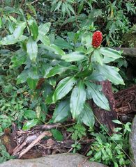 Costus montanus