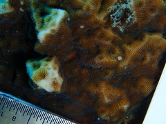 Agaricia humilis