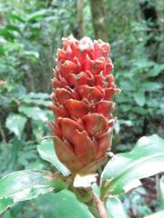 Costus montanus