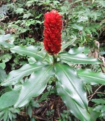 Costus montanus