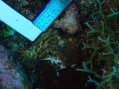 Agaricia humilis