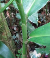 Costus montanus