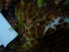 Agaricia humilis