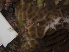 Agaricia humilis