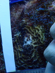 Agaricia humilis