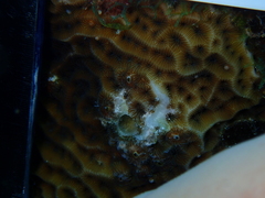 Agaricia humilis