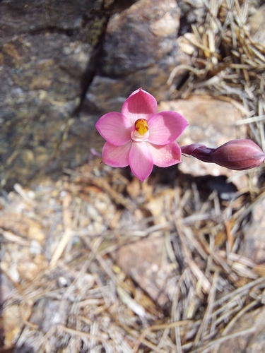 Image of Thelymitra rubra by (c) Brendan Costello, some rights reserved (CC BY)