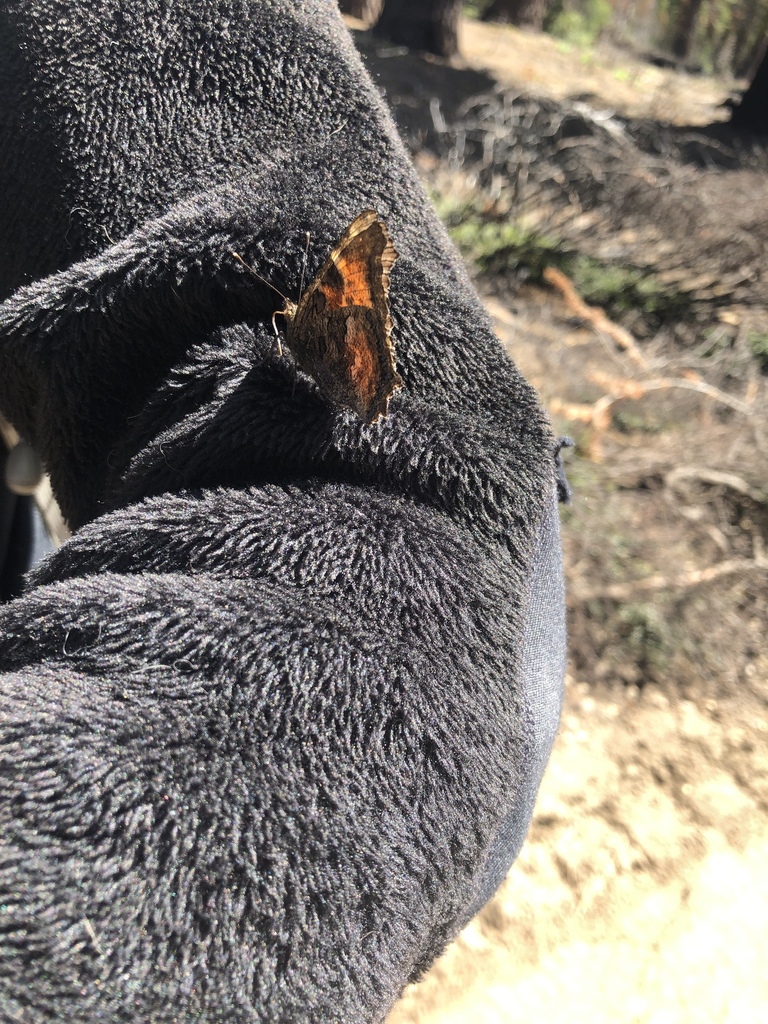 California Tortoiseshell from Eldorado National Forest, El Dorado