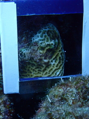 Agaricia humilis