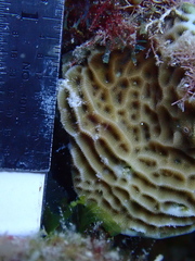 Agaricia humilis
