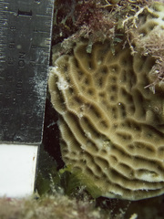 Agaricia humilis