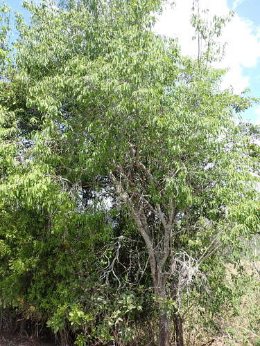 Ehretia saligna observed 2024-10-26
