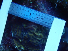 Agaricia humilis