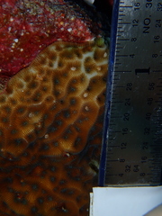 Agaricia humilis