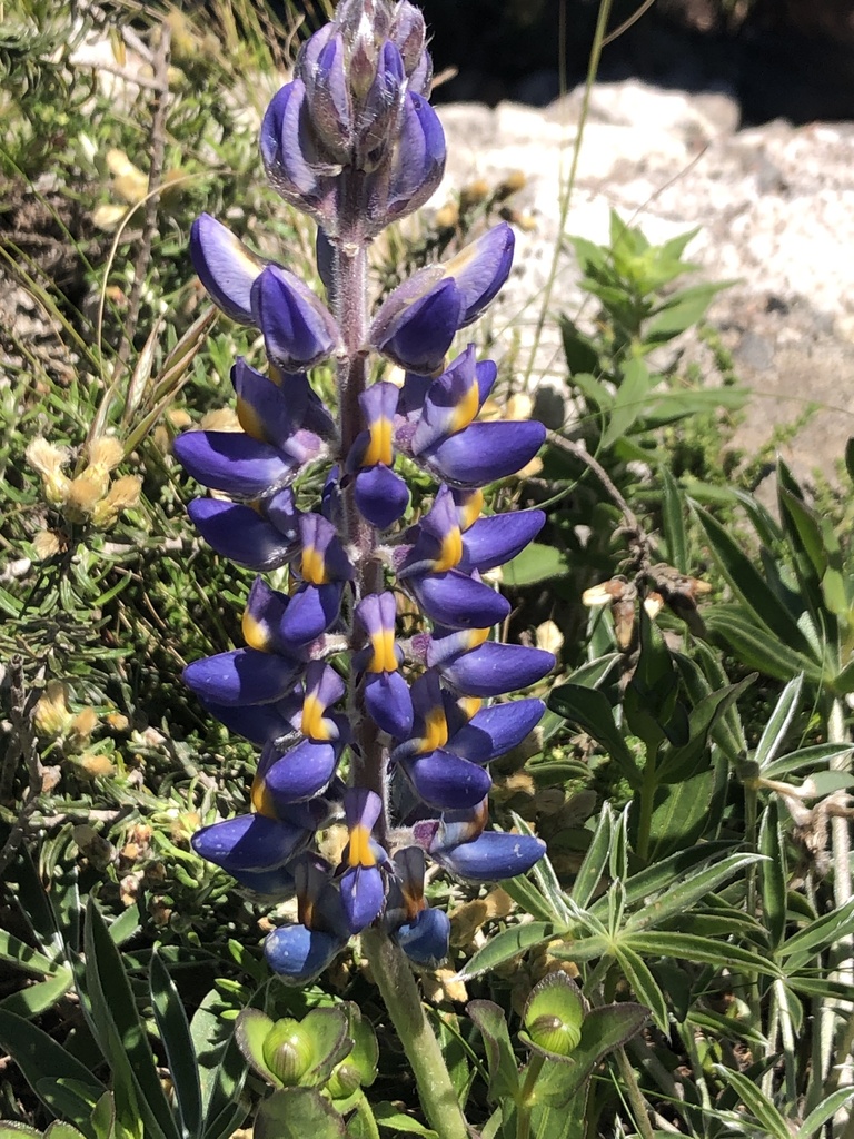 Lupinus multiflorus; photograph Gastón Repetto, CC BY, iNaturalist via GBIF