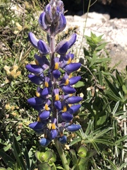 Lupinus multiflorus